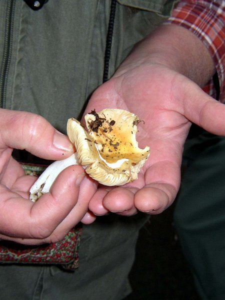 Russula risigallina3